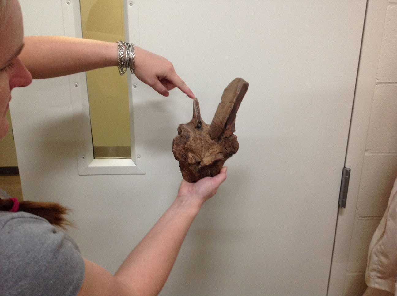 The paleontologist holds a vertebra from the Triceratops, pointing to the parts of the bone that she can use to identify these bones as Triceratops.